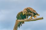 Seeadler