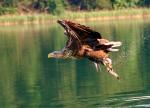 Seeadler 4