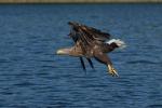 Seeadler 7