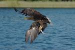 Seeadler 8