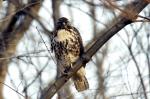 Rotschwanzbussard, juvenile