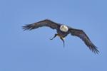 Weißkopfseeadler im Flug