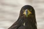 Weißkopfseeadler - Jungvogel