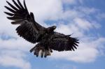 Weißkopfseeadler beim Anflug