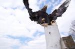 Adler beim Überflug 4