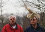 Schleiereule im Flug