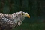 Seeadler Westküstenpark Sankt Peter Ording