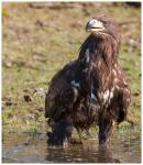 Seeadler (c)