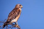 Red Shouldered Hawk