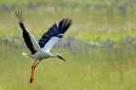 Storch