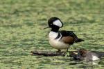 Hooded Merganser m+f