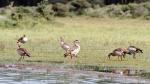 Nilgänse