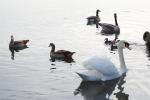 Nilgänse, Kanadagänse und Höckerschwan