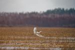 Silberreiher im Landeanflug