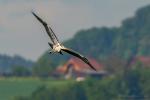 Graureiher im Anflug