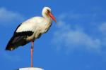 Storch