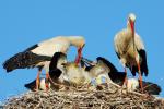 Störche im Nest