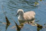 Baby Schwan ganz schön gewieft ©by Don Video