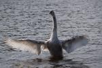 Alsterschwan plustert sich auf