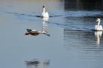 Nilgans