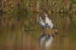 Nilgänse