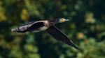 Kormoran
