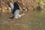 Nilgans