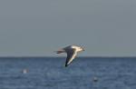 Möwe im Flug