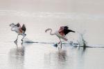 Flamingos, Vreden