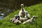 im Park von Sanssouci 4