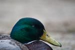 Ente im Sandkasten