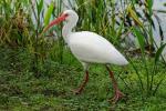 Weisser Ibis