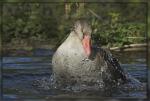 Und noch ne Gans beim baden!