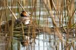 Haubentaucher im Nest