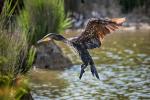 Kormoran im Anflug