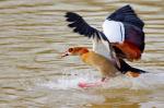 Nilgans