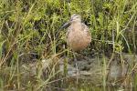 Rostbrachvogel