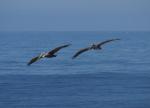Pelikane vor der Californischen Küste (Pismo Beach)