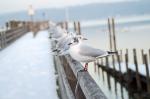 Möwen am Steg (Ammersee)