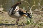 Nilgans