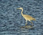 Wasservogel