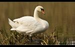 Schwan