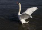 Schwan beim "Wassertreten"