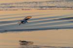 Sanderling