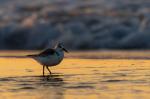 Sanderling