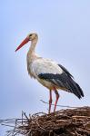 Storch im Dezember