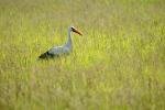 Storch