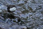 Wasseramsel6