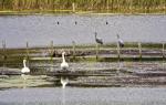 Familie Kranich besucht Familie Schwan