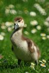 Nilgans